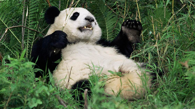 Вся правда о больших пандах - BBC News Русская служба