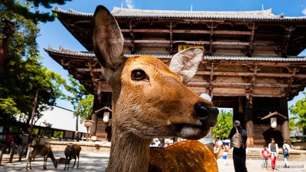 Ilhas encantadas': 12 maravilhas naturais do Japão - BBC News Brasil