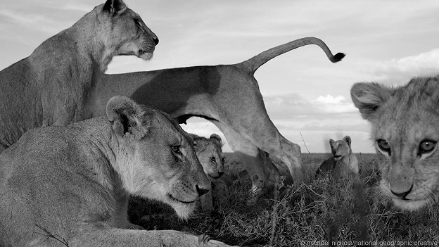 Дик макрофотографиясы