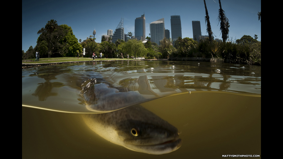 Matthew Smith usa domo especialmente construído para capturar fotos acima e abaixo da superfície da água ao mesmo tempo