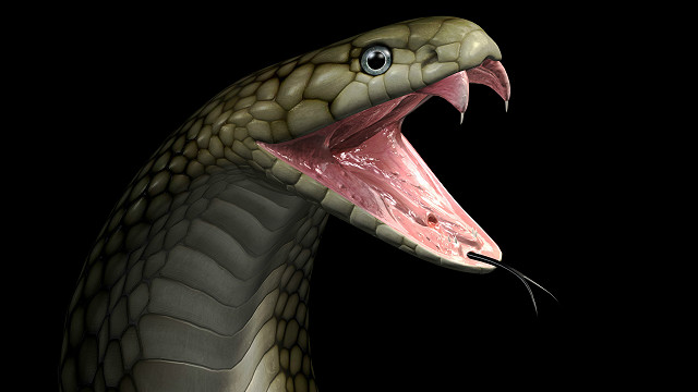 Укусы ядовитых змей | Министерство здравоохранения Чувашской Республики