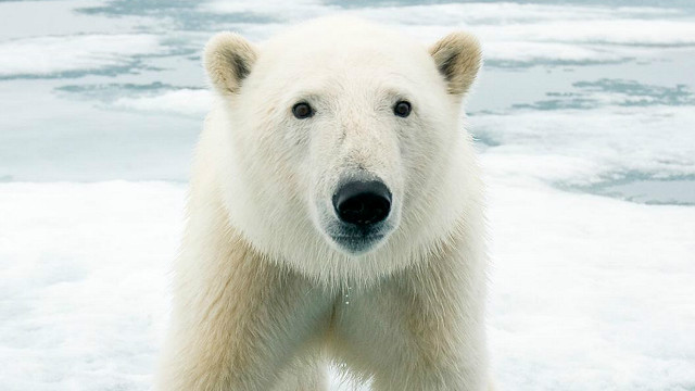 Почему белые медведи живут в Арктике, а пингвины — в Антарктике?