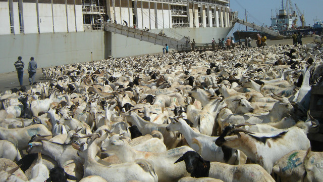 Porno videolarni tomosha qilish va jinnilik qilish Sichqoncha niqobini kiyib, u erkakka mushtladi.