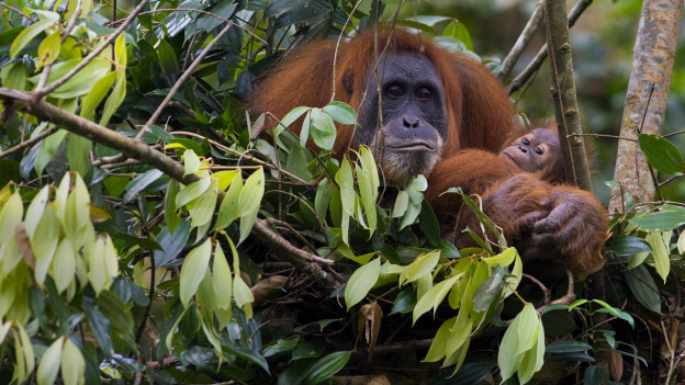 150928141927_orangutan_624x351_getty_nocredit.jpg
