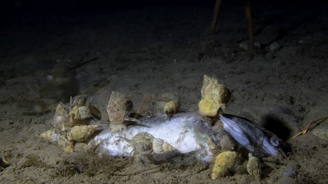 150928142333_pez_640x360_piotrbalazyinst