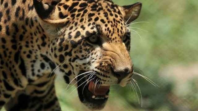 jaguar