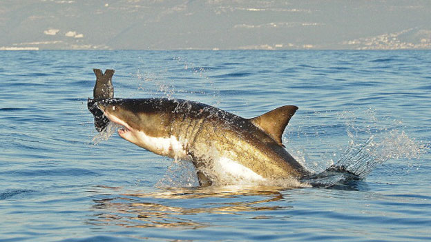 151013111724_shark3.jpg