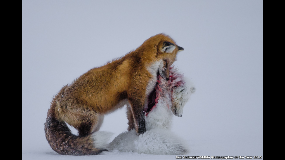 Ochiq tukli mushukning fotosurati Ochiq tukli mushukning fotosurati
