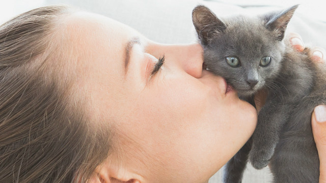 Важно ли кошкам знать настроение своих хозяев? - BBC News Русская служба
