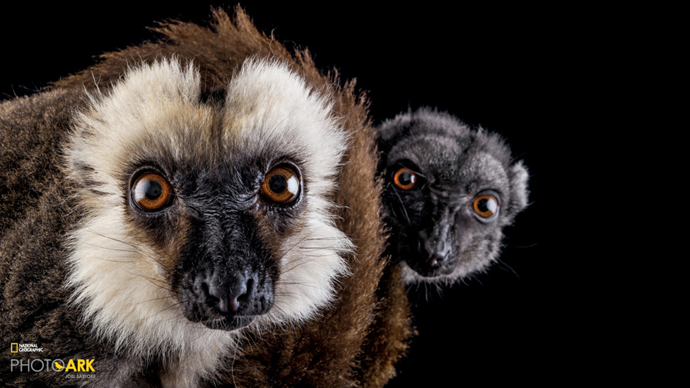 Lémur cabeza blanca - NAPLES ZOO, FLORIDA Joel Sartore / National Geographic