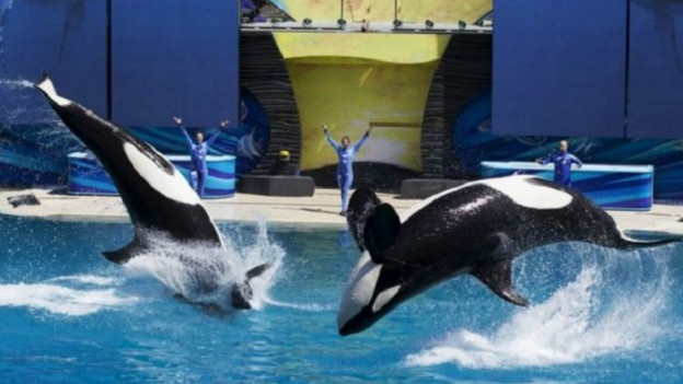 Paus SeaWorld