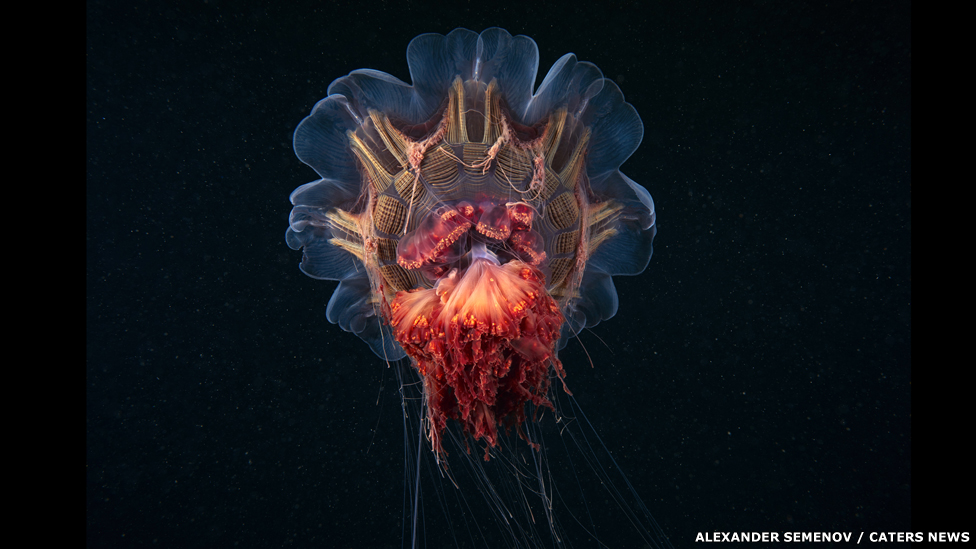Una medusa escifozoos - Medusa melena de león ártica