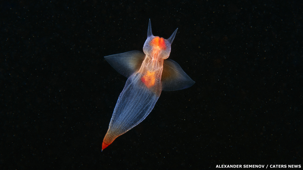 Pteropod mollusk - Sea angel