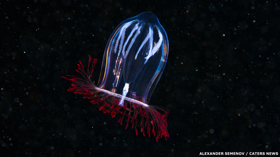 Una medusa hidrozoos