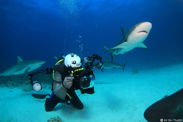 Tiburones en Bahamas