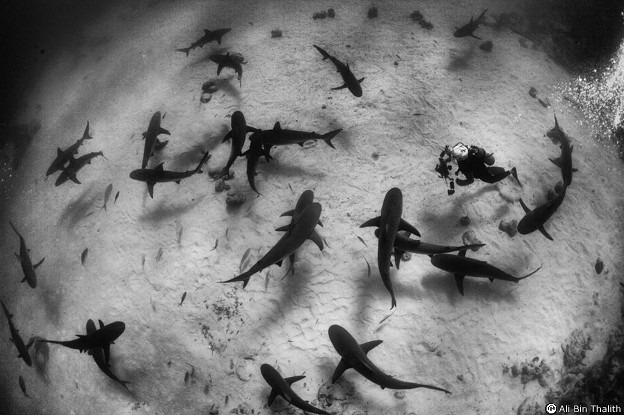 Tiburones en las bahamas