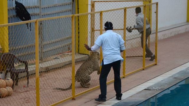 Macan tutul di India