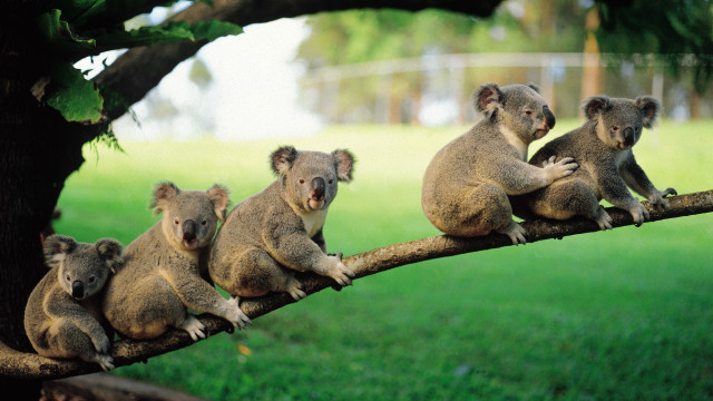 Dergi Koala Oldurmek Neye Care Olabilir Bbc News Turkce