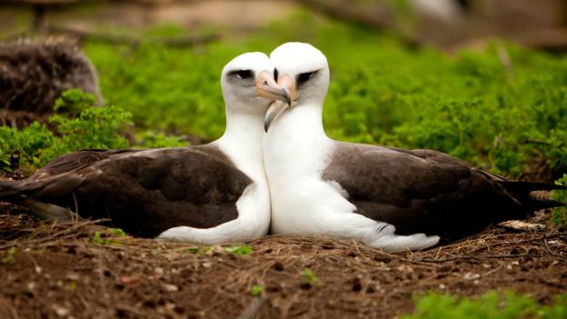 160310135400_albatross.jpg
