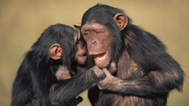 160310135400_chimps_npl.jpg