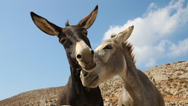 160310135400_donkeys.jpg
