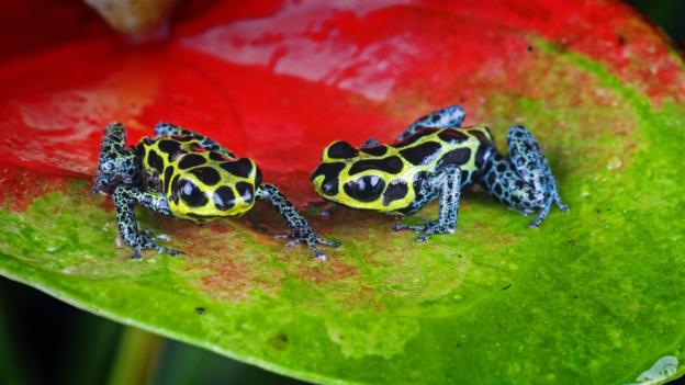 160310135401_frogs_npl.jpg
