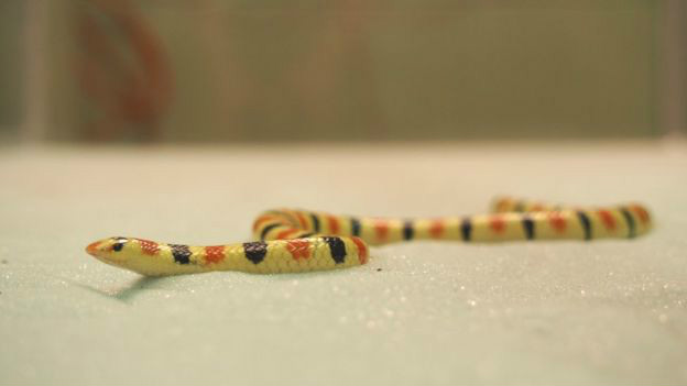 Serpiente