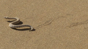 Serpiente