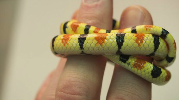 Serpiente
