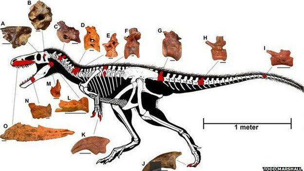 Jinsiy xotinlar newbb