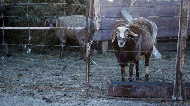 Lezbiyenlar bir olomon bir squirt ichida cums Anjelina Joli bilan lesbiyan video