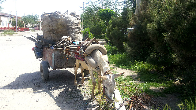 Porno model Ave Rose