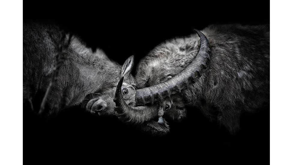 Pushti paypoqli lesbiyanlar külotsiz