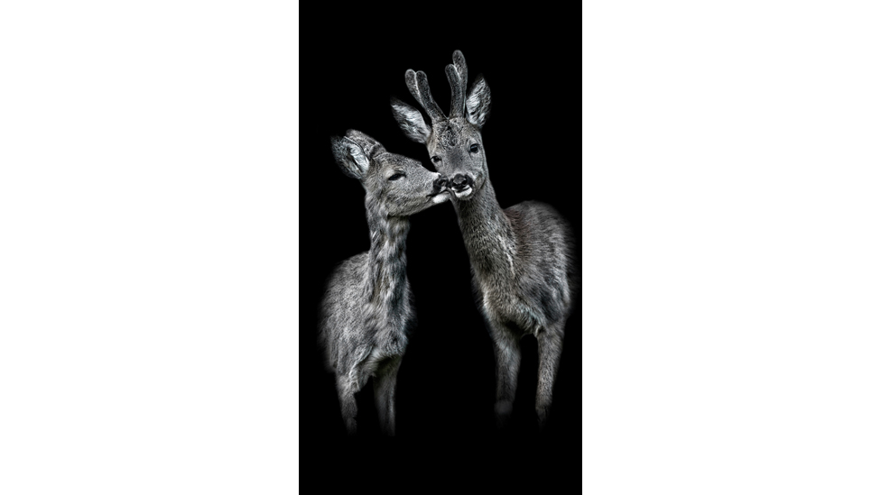 Qurbaqa holatida jinsiy aloqa