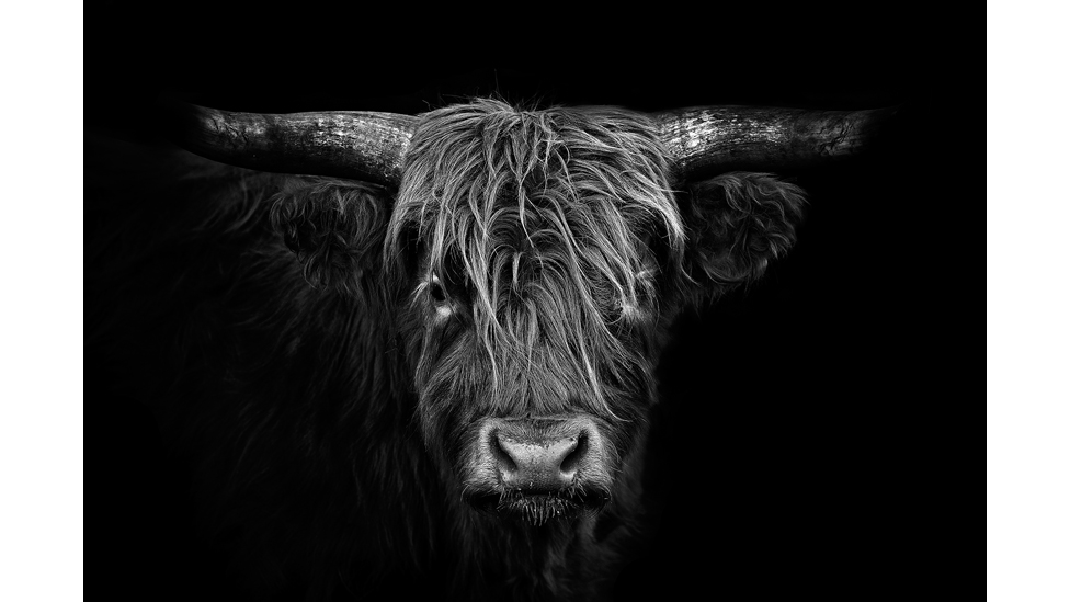 Katta qora eshaklarning porno fotosuratlari