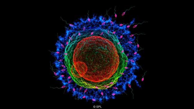 Пять интересных фактов о сперматозоидах