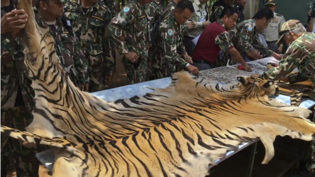 Kulit harimau