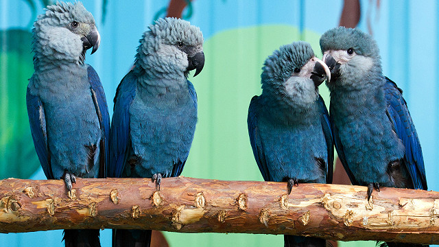 синий ара попугай