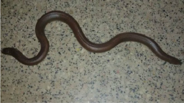 Mushukning tuzilishi, juda yaqin