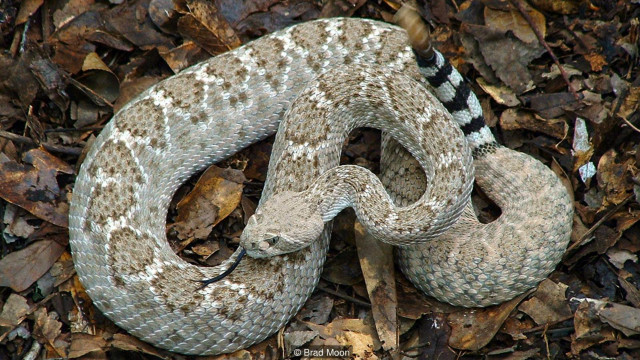 Chiroyli qizil sochlar