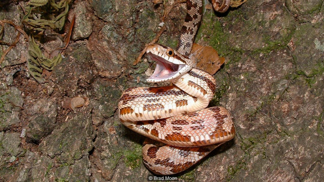 Televizorda pornografiya Tanga kiygan erkak sportchilarning suratlari