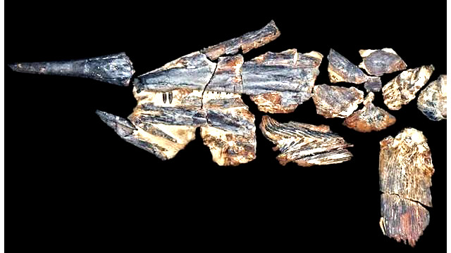 Kronosaurus Korner