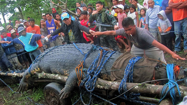 Atrapan en Filipinas a un cocodrilo gigantesco - BBC News Mundo