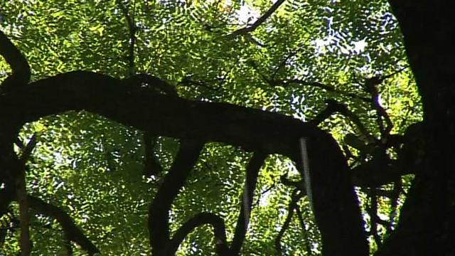 Los árboles que lloran en Argentina - BBC News Mundo