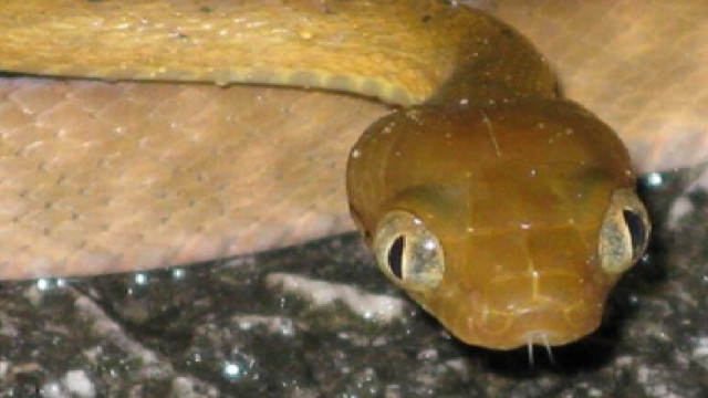 Los Ratones Que Luchan Cara A Cara Contra La Serpientes Invasoras c News Mundo