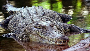 Turista en Australia logra escapar tras ser acechado por cocodrilo gigante  - BBC News Mundo
