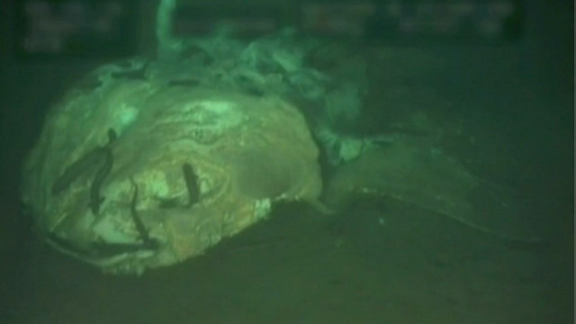 Dónde van cuando mueren los gigantes del mar? - BBC News Mundo
