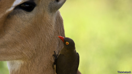 Antílope impala y picabueyes de pico rojo