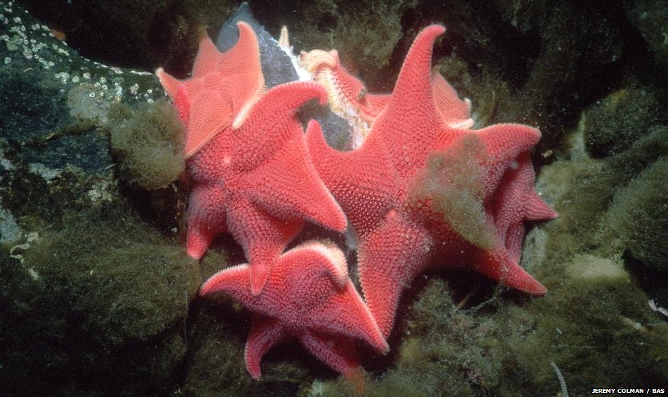 Estrella de mar cojín