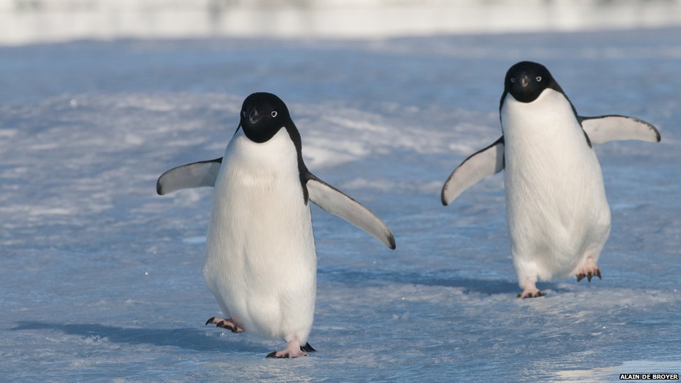 Pingüinos Adelaida